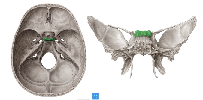 <p><strong>cara posterior del esfenoides</strong></p><p>nombres alternos: Dorsum sellae, dorso de la silla</p><p>se prolonga inferior y posteriormente para unirse con el clivus</p>