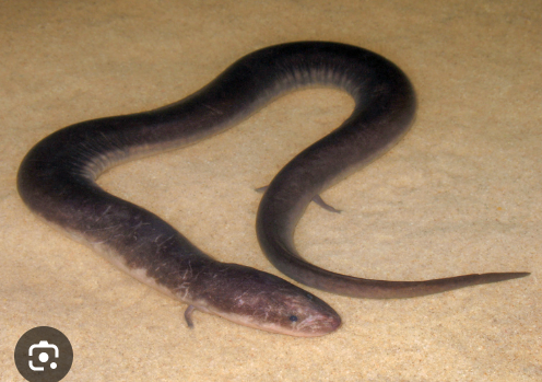 <p><span>Distribution: </span></p><ul><li><p><span>southeastern United States</span></p></li></ul><p><br><span>Traits: '</span></p><ul><li><p><span>Eel-like</span></p></li><li><p><span>incomplete metamorphosis</span></p></li><li><p><span> lack eyelids</span></p></li><li><p><span> adults do not have external gills (but</span><br><span>retain one pair of gill slits)</span></p></li><li><p><span>four tiny legs with reduced number of digits.</span></p></li></ul><p></p>