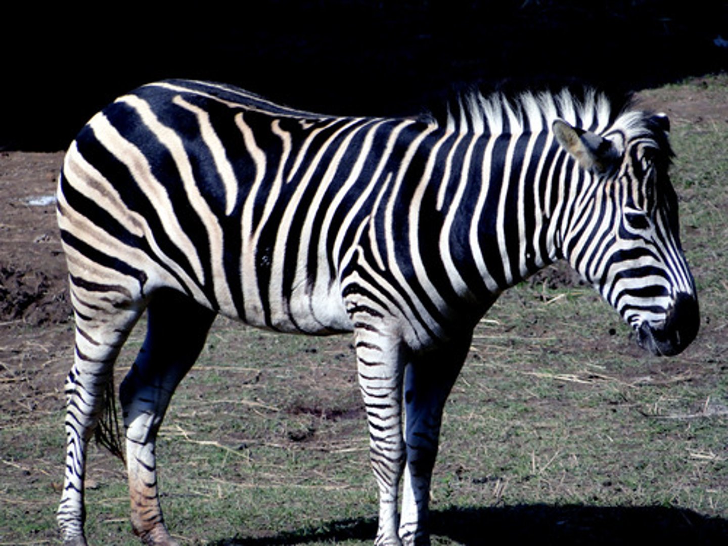 <p>zebra</p>