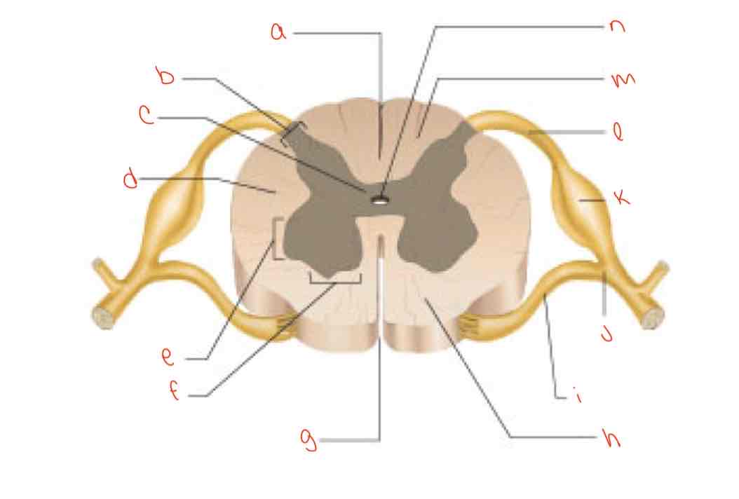 <p>What is letter e?</p>