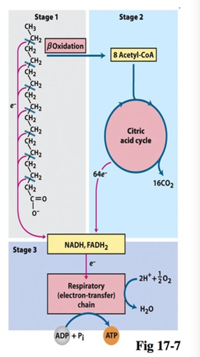 <p>the metabolic breakdown of fatty acids to acetyl CoA; also called beta oxidation.</p>