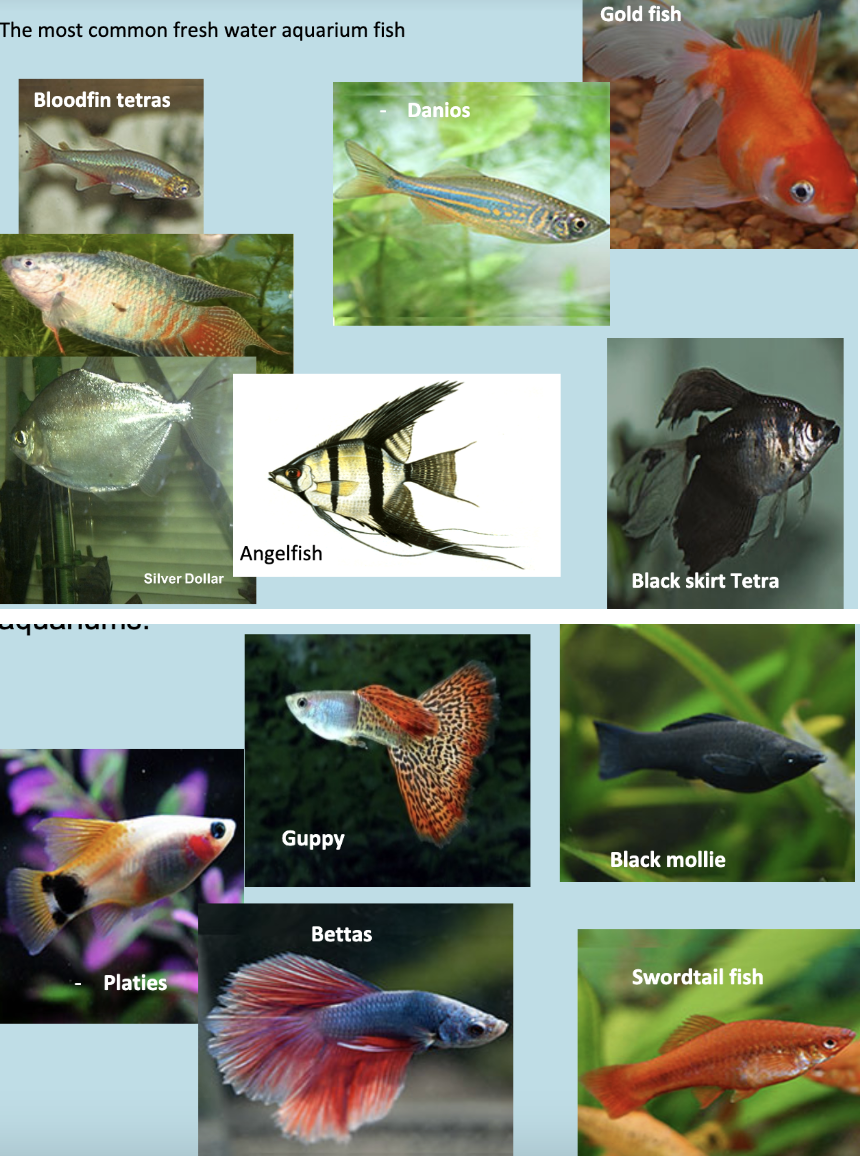 <p>diff types (be able to recognize them and know their key characteristics)</p>