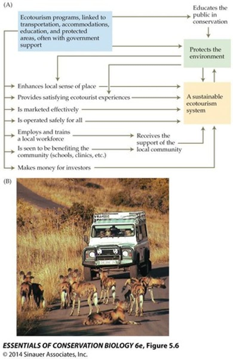<p>Biodiversity supports recreational opportunities and ecotourism, such as wildlife watching in national parks.</p>