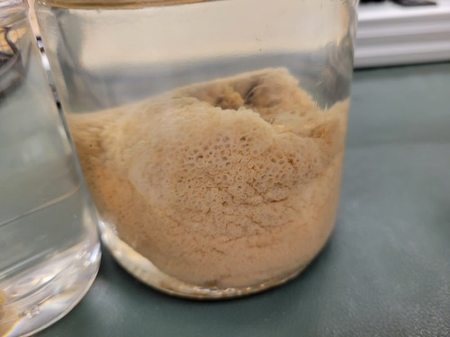 <p>Identify Taxonomy</p>