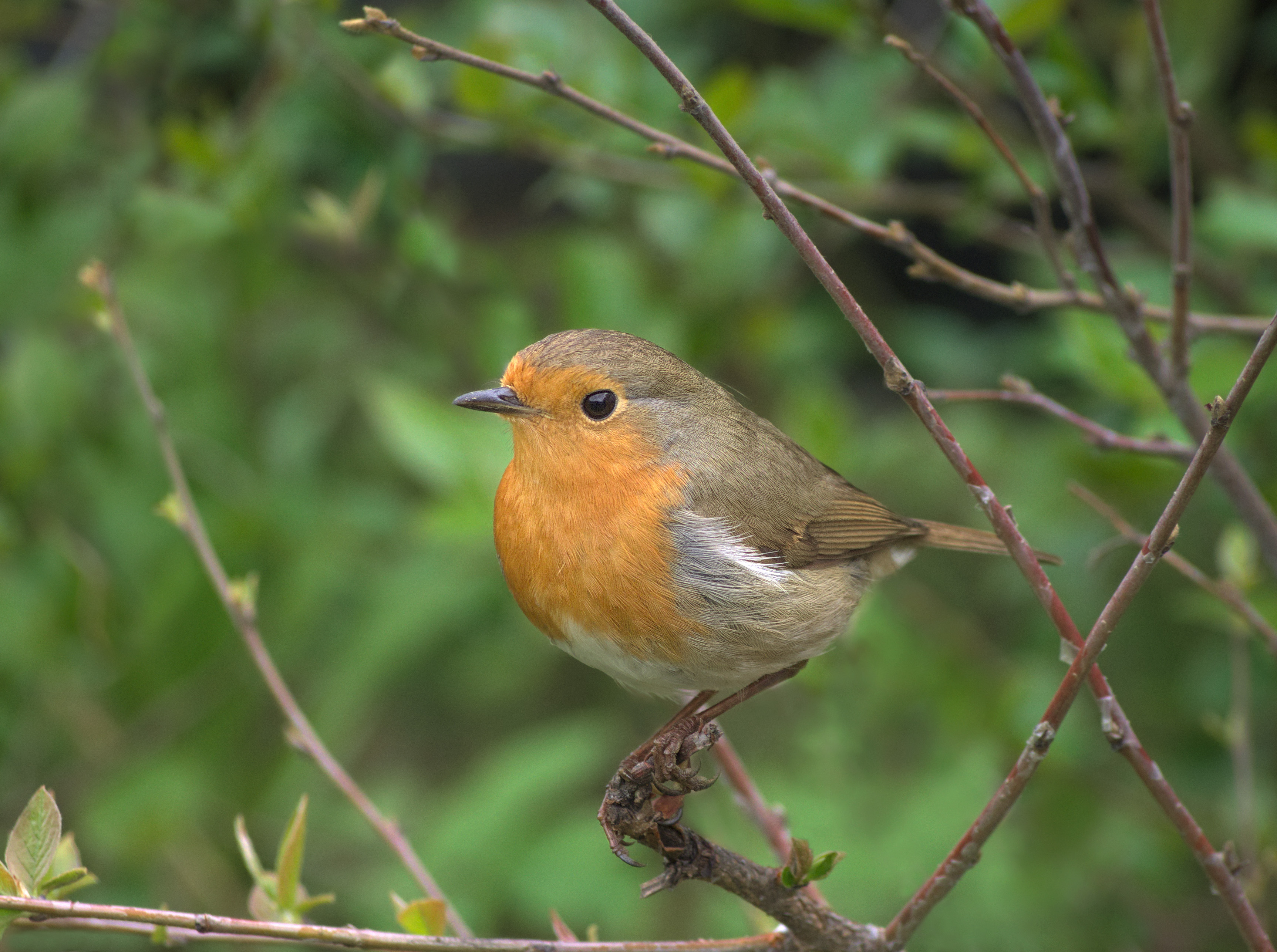 <p>Bird species.</p>