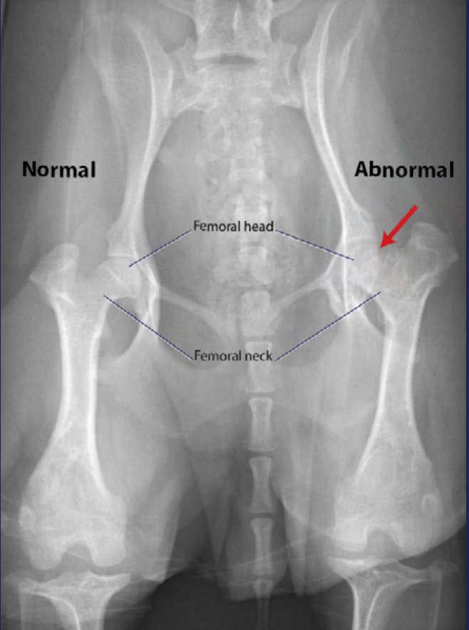 <p>History, clinical signs, X-ray (radiopacity, lysis with apple-core/moth-eaten appearance)</p>