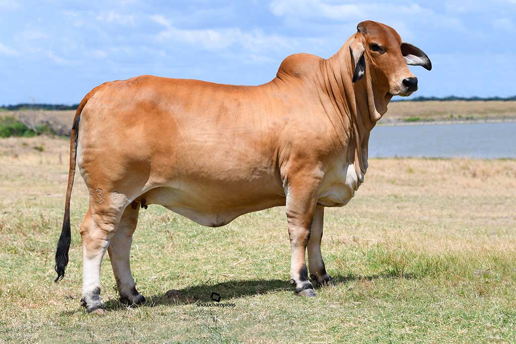 <p>Bos indicus cattle produce an oily secretion from sebaceous glands which has a distinctive odor and reportedly to assist in repelling insects. Instead of a “moo” they produce a grunt.</p>