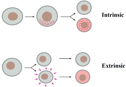 <ul><li><p><span>An asymmetric cell division produces two daughter cells with different cellular fates.</span></p></li><li><p>Cell specialisation - cell fate determination.</p></li><li><p>Typically found very early in development - when it’s not early it can be associated things like stem cells and a stem cell dividing to give rise to a progenitor.</p></li><li><p>Intrinsic asymmetric division = there is an intrinsic factor within the cell prior to division that is going to dictate the fate of the progeny cells (e.g metabolite, signalling molecule, transcription factor, e.t.c), the intrincsic factor is polarised in the cell prior to cell division. The cell division plane occurs to ensure that the intrinsic factor is inherited differentially by the 2 progeny cells. Resulting in deviation of the cell fates between the cells.</p></li><li><p>Extrinsic asymmetric division = extrinsic factors impact upon the cells after cell division (e.g cell communication, components secreted by neighbouring cells) influencing the differential fate of the 2 progeny cells.</p></li></ul><p></p>