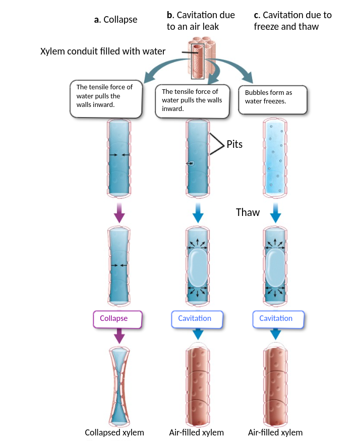 <p>Due to air leaks: occurs when air bubbles from within the water in a xylem and the pressure quickly drops below the vapor pressure</p><p>Due to freeze and thaw: bubbles form as water freezes, once it thaws the bubbles and comes together to form a blockage</p>