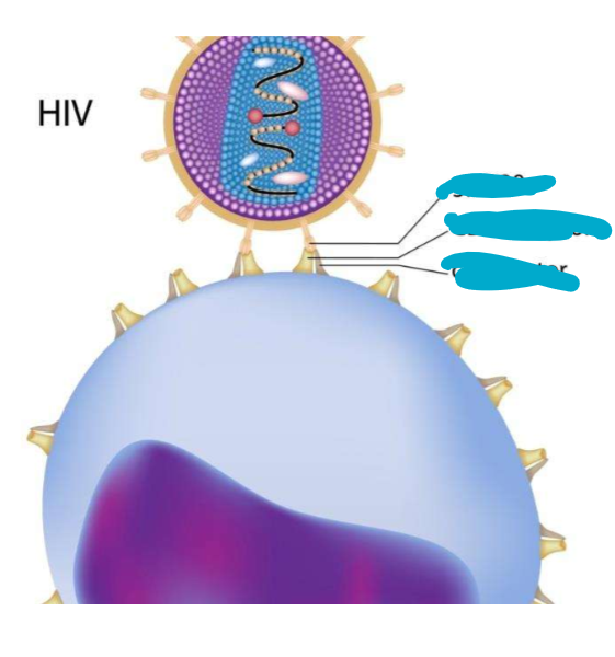 <p>HIV &amp; CD4 - How does virus enter a cell (replication cycle)? </p>