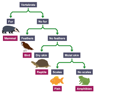 <p>What is a Dichotomous key</p>