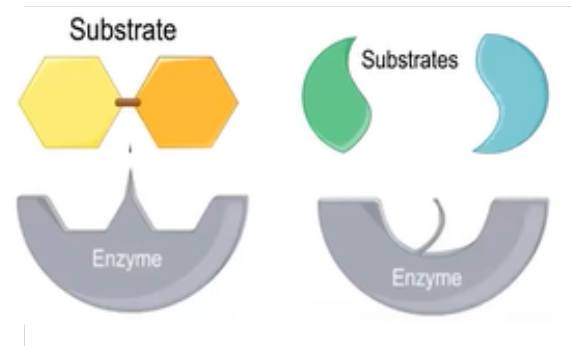 <p>molecule that can interact w an enzyme</p>