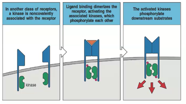 <p>Ligand binding dimerizes the receptor, activating the associated kinases, which then phosphorylate each other and downstream substrates.</p>