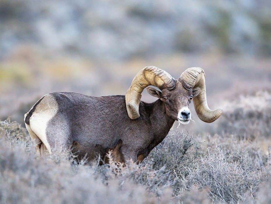 <p>Order? Family? Genus? Scientific Name? Common Name? </p>