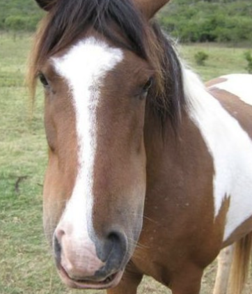 <p>tongue, nose, face</p>