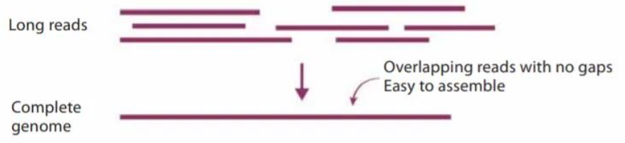 <p>Long-read sequencing helps to obtain unfragmented genome assemblies</p><p>Long-reads (>1000 DNA base pairs up to 2 million base pairs long) result in overlapping reads with no gaps, meaning they are easy to assemble, and the draft genome is complete. Giving a comprehensive structural, functional and organised picture of the genome</p><p>Long-reads allows us to independently assemble both copies of a diploid genome </p><p>If we can’t assemble the two copies of the genome, we are blind to the genetic diversity of each cultivar </p>