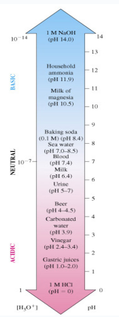 <ul><li><p><span>The pH scale expresses the <strong><u>strength</u></strong> of an acid or base.</span></p><ul><li><p><span>It measures [ H<sub>3</sub>O<sup>+</sup> ] or [H<sup>+</sup>] (the <strong><u>hydrogen ion</u></strong> concentration.)</span></p></li></ul></li><li><p><span>The pH scale ranges from 0 – 14.</span></p><ul><li><p><span>pH &lt; 7 is <strong><u>acidic</u></strong></span></p></li><li><p><span>pH &gt; 7 is <strong><u>basic</u></strong></span></p></li><li><p><span>pH = 7 is <strong><u>neutral</u></strong></span></p><ul><li><p><span>A pH of 7.3 is slightly basic.</span></p></li><li><p><span>Only exactly 7 is neutral.</span></p></li></ul></li></ul></li></ul><p></p>