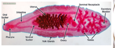 <p>What is this? What is this also known as?</p>