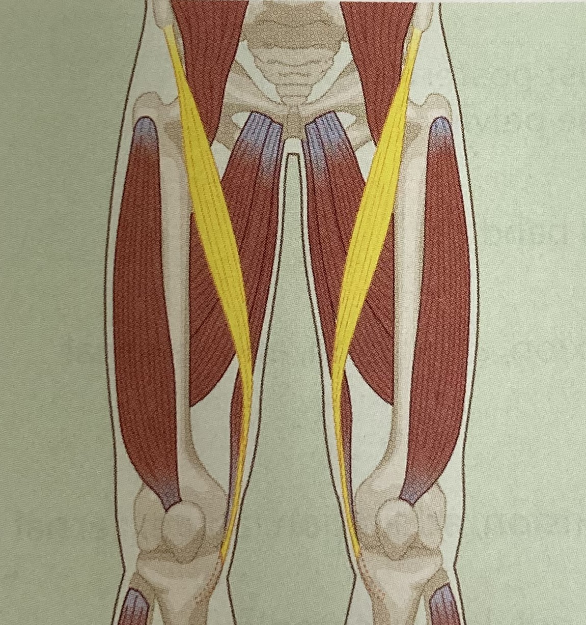 <ul><li><p>category: hip musculature</p></li><li><p>origin: anterior-superior iliac spine of the pelvis</p></li><li><p>insertion: proximal medial surface of the tibia</p></li><li><p>isolated function: concentric hip flexion, external hip rotation, and abduction, knee flexion and internal knee rotation</p></li><li><p>integrated function: eccentric hip extension, internal hip rotation, knee extension and external knee rotation</p></li><li><p>stabilizes the LPHC and knee</p></li></ul><p></p>