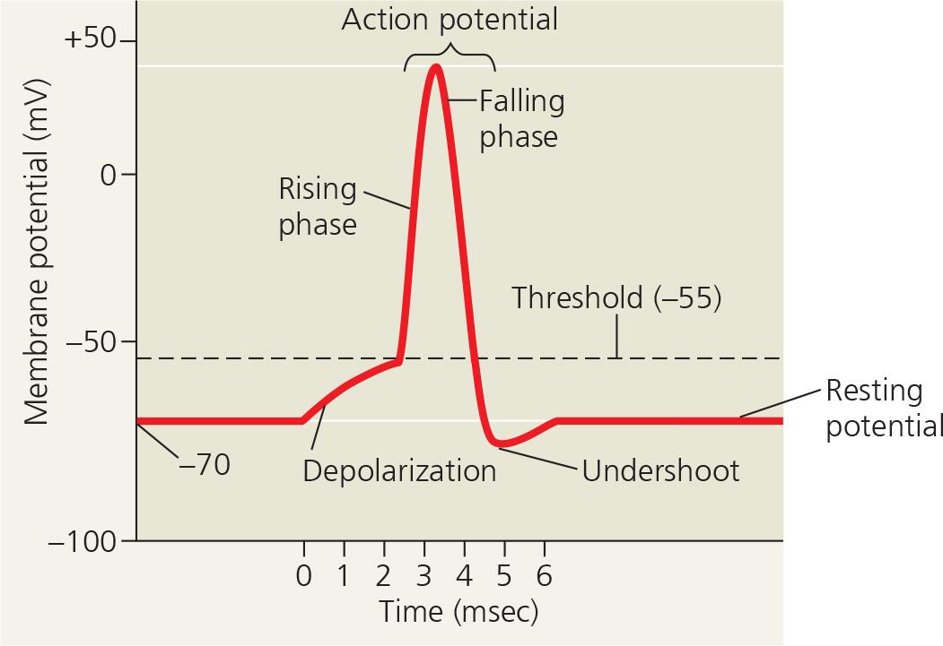 <p>List the four phases of an action potential.</p>