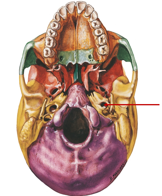 <p>Carotid artery passage, near styloid process</p>