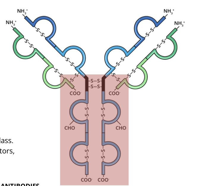 <p>the FC region is constant for every antibody of the same class,</p><p>it is the part that interacts with immune cell surface receptors, called FC receptors</p>