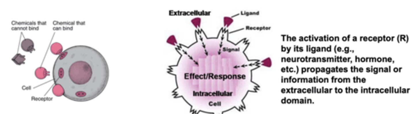<p>- recognize and bind to their ligand</p><p>- this binding propagates its regulatory signal into target cell </p>
