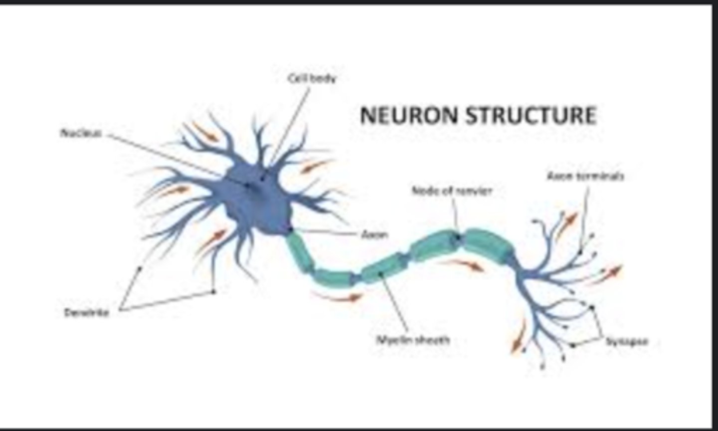 <p>Long fiber that conducts nerve impulses away from the cell body.</p>