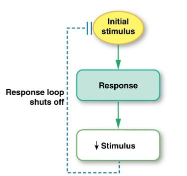 <p>the response counteracts the stimulus, shutting off the loop</p>