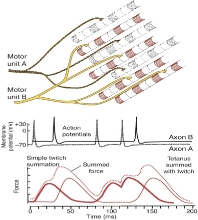 <ul><li><p><strong>Summed force: </strong>Total force generated in whole SKM due to activation of both motor units to produce a stronger muscle contraction</p></li><li><p><strong>Total force</strong>: simple spatial summation of twitches from two motor units</p></li><li><p>First, a brief partial tetanus is created in the first motor unit (temporal summation) → additional motor units are recruited, increasing muscle force </p></li></ul><p></p>