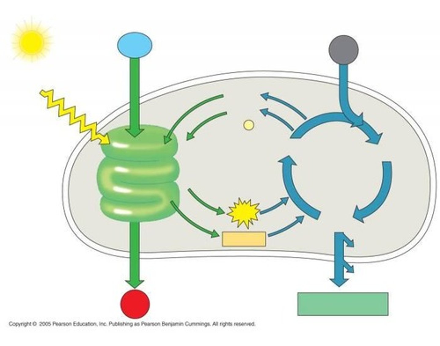 <p>The process by which green plants, algae, and some bacteria convert light energy into chemical energy in the form of glucose, using carbon dioxide and water, and releasing oxygen.</p>