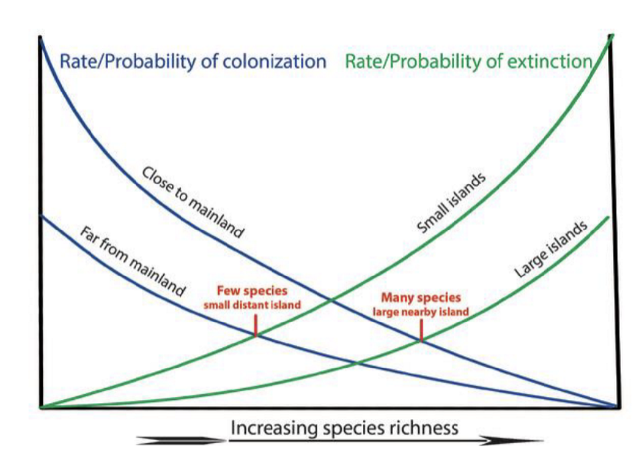 <ul><li><p><span>Larger/Closer islands = higher rates of immigration and lower rates of extinction</span></p></li><li><p><span>Small/Isolated Island = Lowest rates of immigration and highest rates of extinction</span></p></li><li><p><span>Rate/Probability of Colonization = Rate/Probability of Extinction - Make sure you know how to draw this!</span></p></li></ul><p></p>