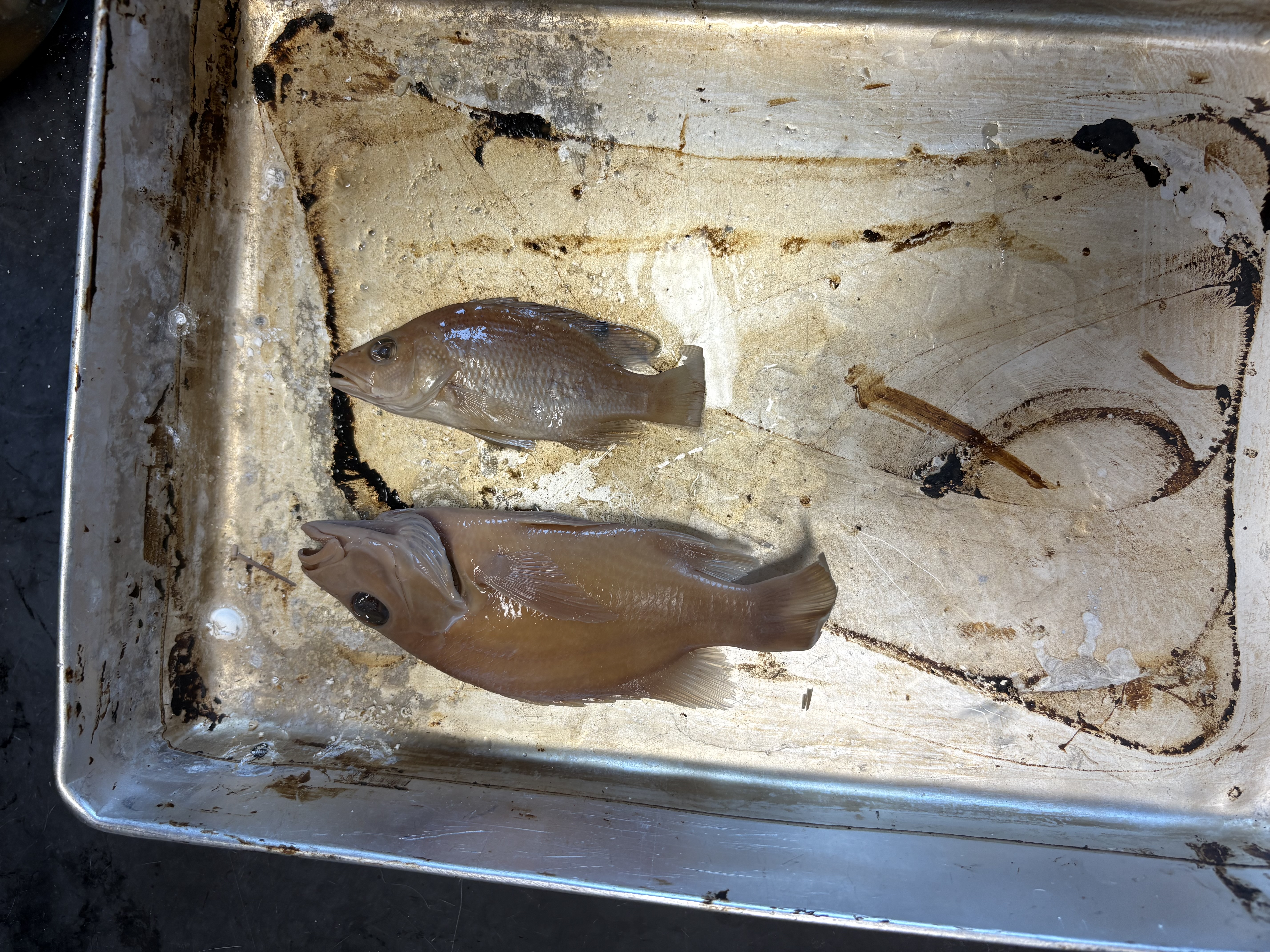 <p>name the superclass, class, order, and common name of this organism</p>