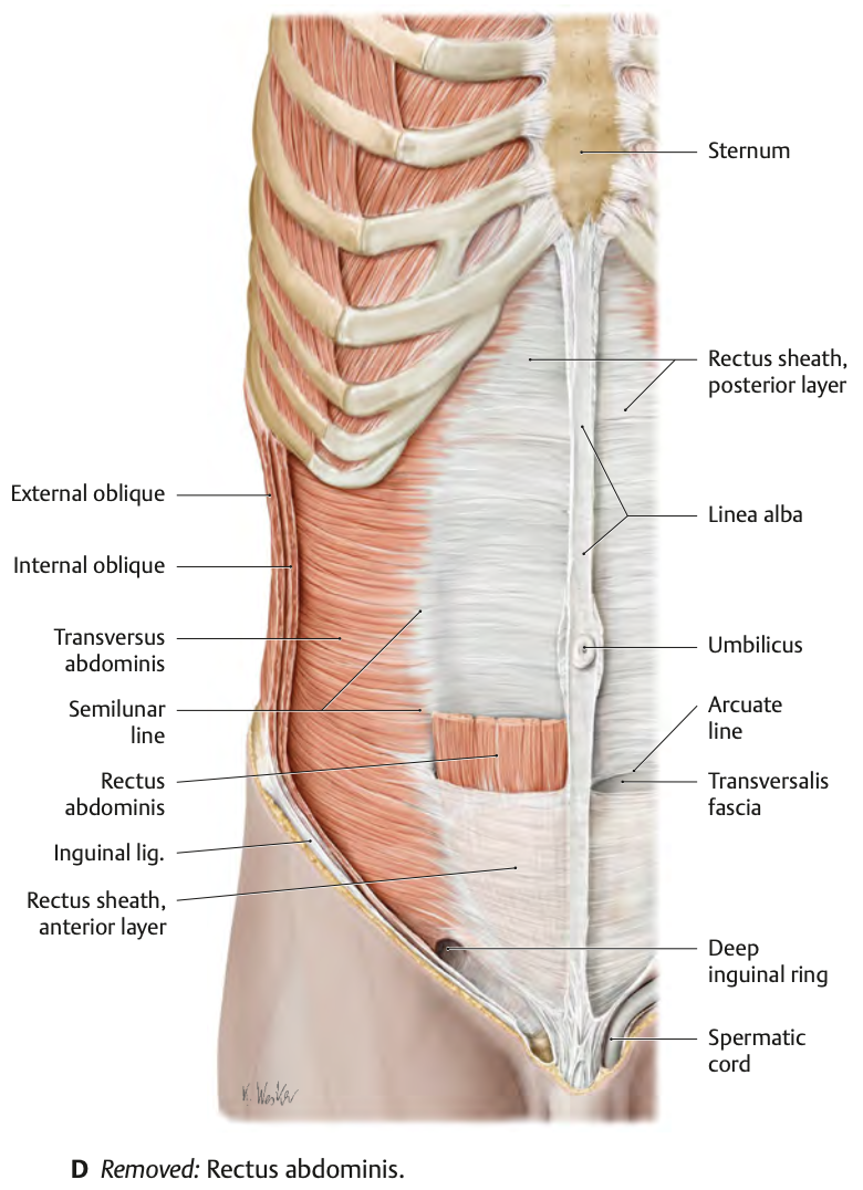 The linea semilunaris is a curved border along the lateral border of the rectus abdominis muscle.