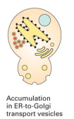 <p>What is the defective function, if the secretory proteins accumulate in ER-to-golgi transport vesicles ?</p>