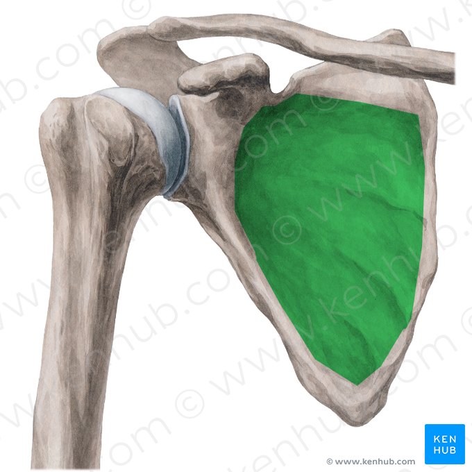 <p>Unterschulterblattgrube </p><p>(ventrale Seite des Schulterblatts)</p>