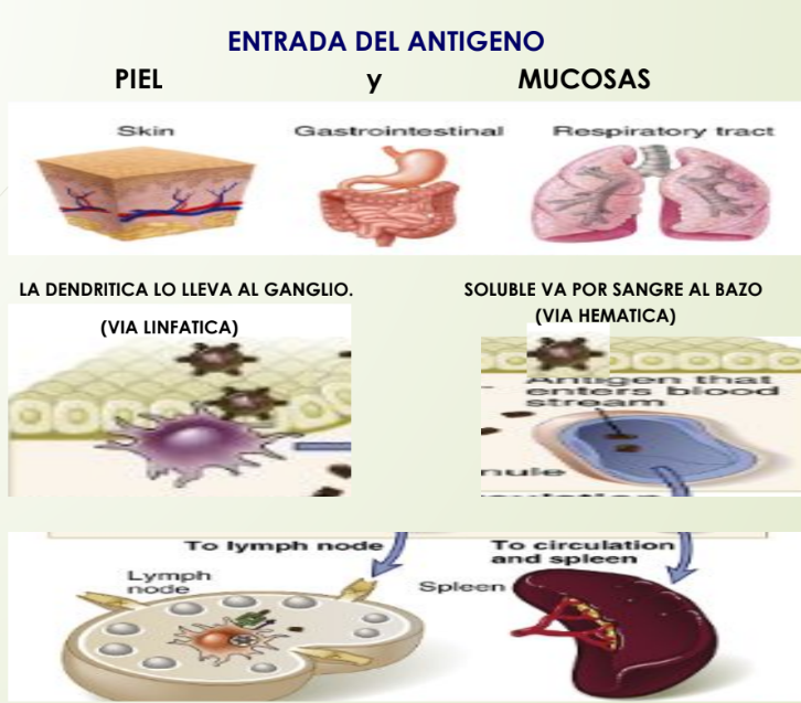 <p>Entrada del antígeno: Piel y mucosas</p><p><span data-name="arrow_right" data-type="emoji">➡</span>VIA LINFATICA: Antígeno particulado o celular la <mark data-color="green" style="background-color: green; color: inherit;">Dendrítica lo lleva al ganglio</mark></p><p>Células dendríticas inmaduras lo capturan en el tejido, y lo llevan al ganglio linfático por los<strong> vasos linfáticos aferentes</strong>.</p><ul><li><p>En ganglio linfático: Se activan a los linfocitos T vírgenes y comienza la respuesta adaptativa.</p></li></ul><p></p><p><span data-name="arrow_right" data-type="emoji">➡</span>VIA HEMÁTICA: Antígeno soluble va por la sangre hacia el bazo</p><p>El bazo filtra la sangre y detecta los antígenos solubles</p><ul><li><p>En el bazo: se activan linfocitos B y T</p></li></ul><p></p>