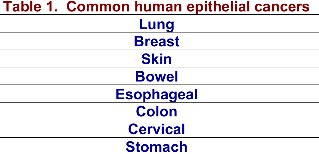 <ol><li><p>highest exposure to carcinogens</p></li><li><p>prone to damage due to environmental exposure so they have a high division rate</p></li></ol><p></p>