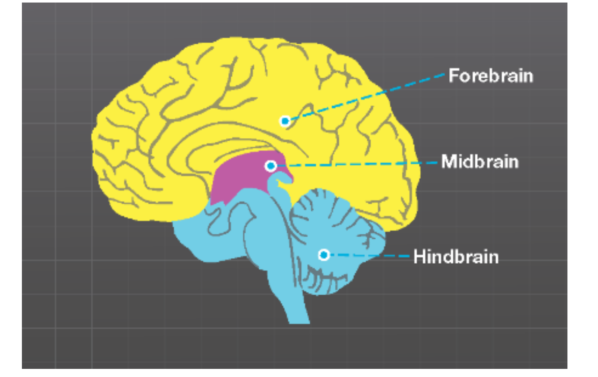 <p>Brainstem - vital function of life ex. breathing</p><ul><li><p>hindbrain </p></li><li><p>midbrain - arousal, temp regulation, coordination</p></li><li><p>thalamus and hypothalamus</p></li></ul><p>Forebrain - sensory processing, behavior response to stress and fear</p><ul><li><p>limbic system</p></li><li><p>basal ganglia - motor control</p></li><li><p>cerebral cortex (largest part of the brain)</p></li></ul>