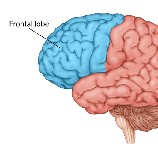 <p>Function of frontal lobe</p>