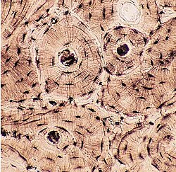 <p>Bone Tissue — Function</p>