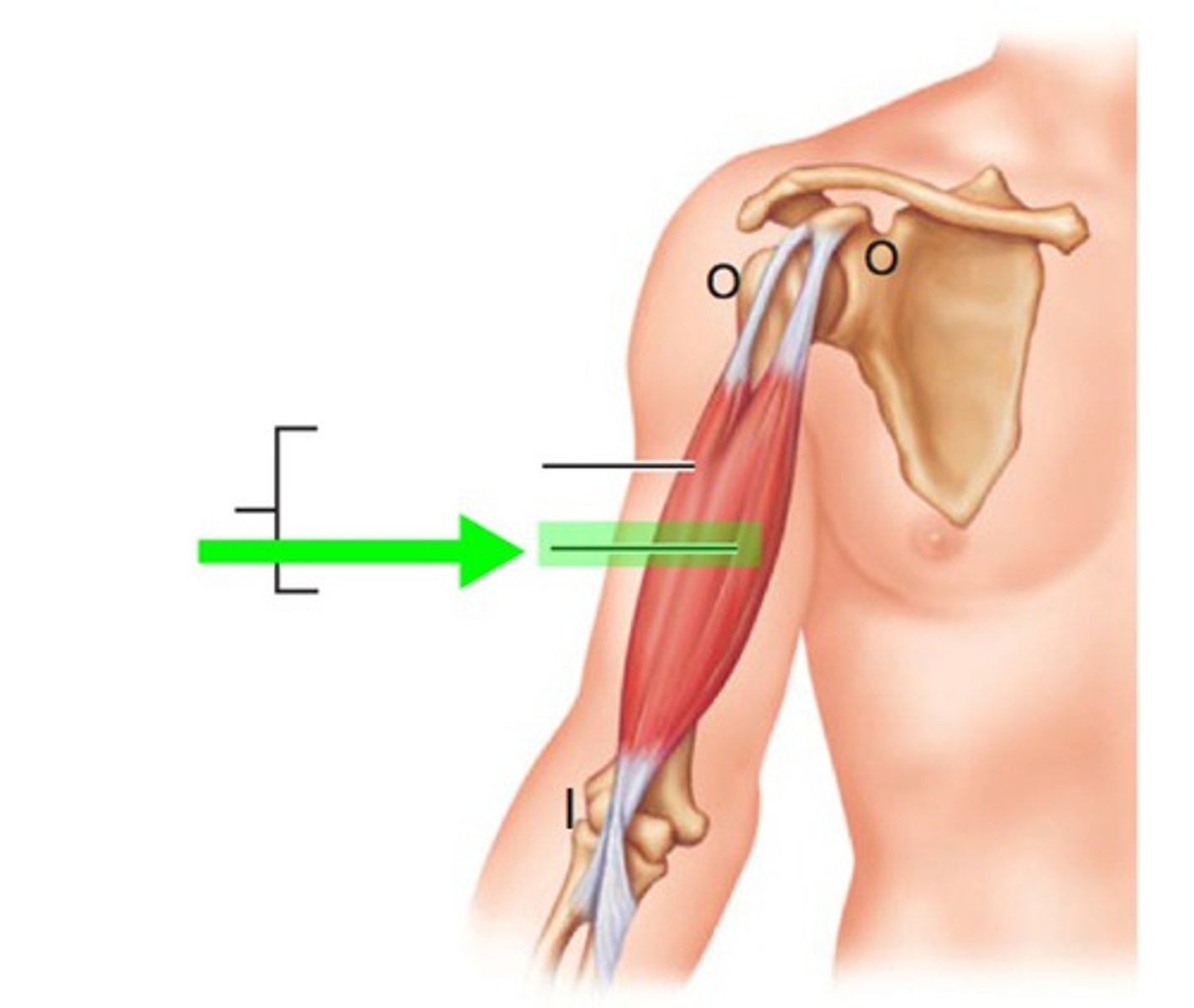 <p>What is this muscle in green, and what is its action, Proximal &amp; Distal insertions?</p>