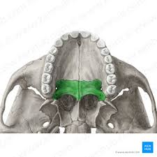 <p>bony roof of the mouth</p>