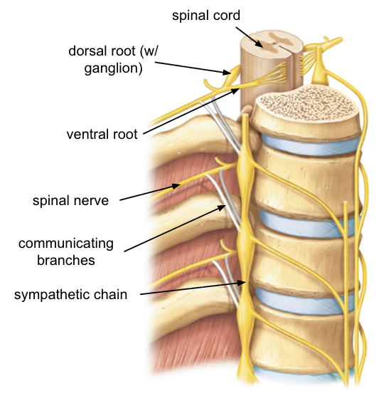 <ul><li><p>sympathetic chain connects to spinal nerves via short, communicating branches</p></li></ul><p></p>