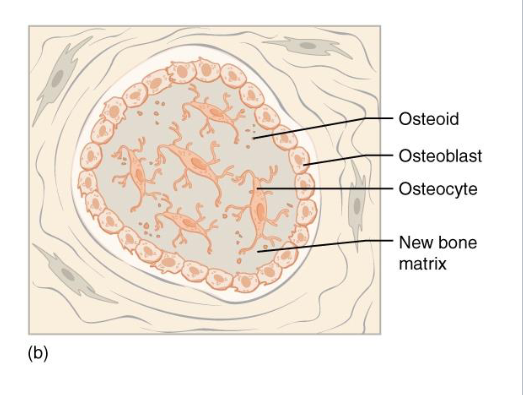 <p>Calcium Salts</p><p>Osteoblasts trapped &gt; Osteocyte in lacunae</p><p>Osteoid forms spicules around ossification center</p><ul><li><p>Trabeculae</p></li></ul><p>Form delicate trabecular network</p><p></p>
