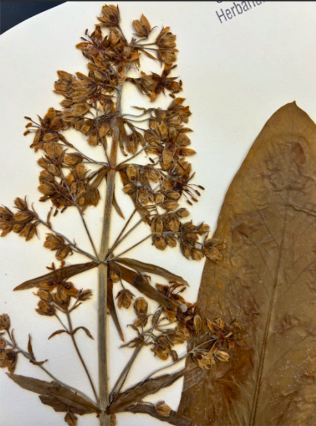 <p>Gentianaceae</p><p><em>Frasera</em></p>