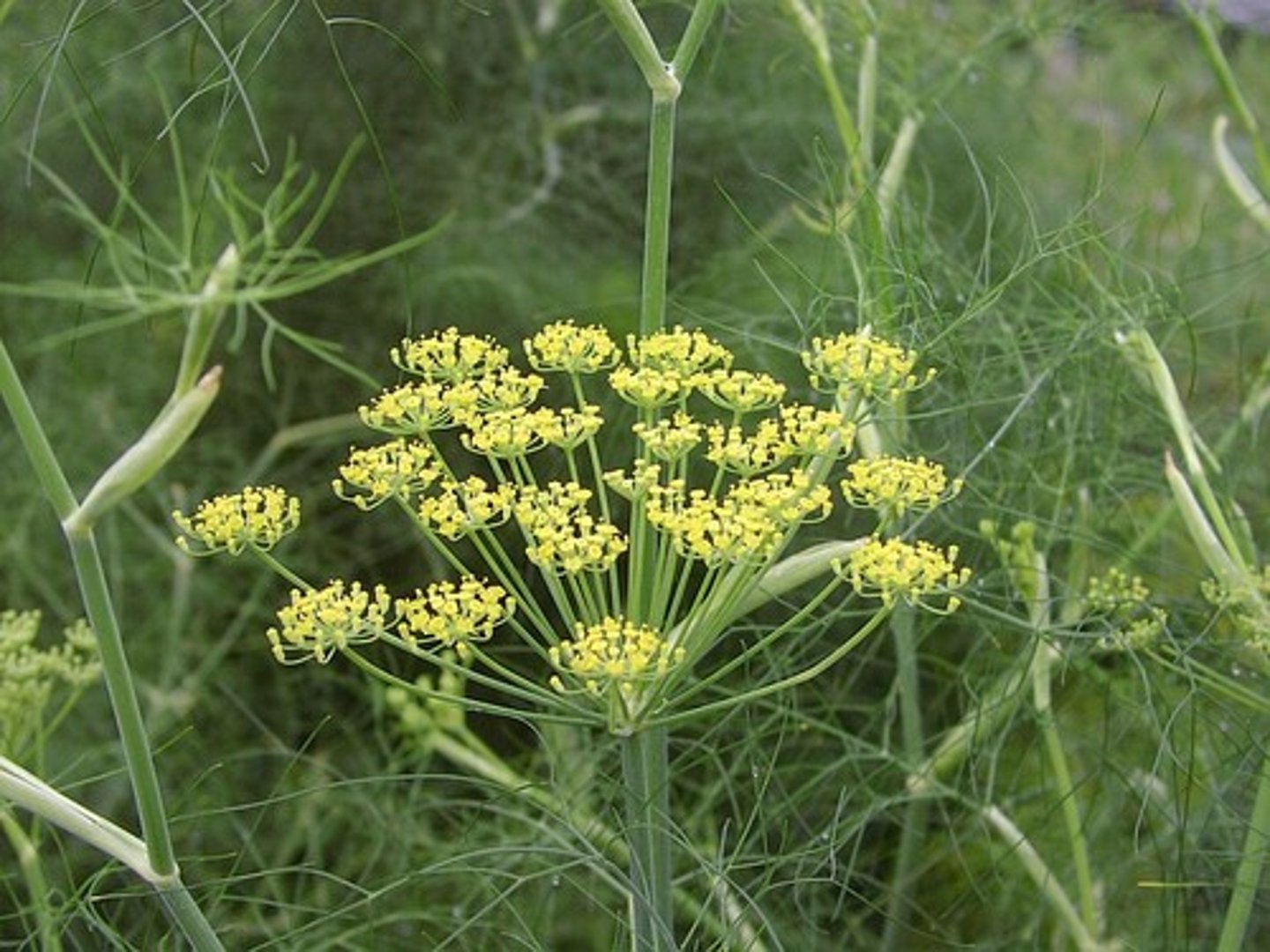 <p>terminal umbel; sheathing petiole; repeated pinnatley compound</p><p>special notes: back of border</p>