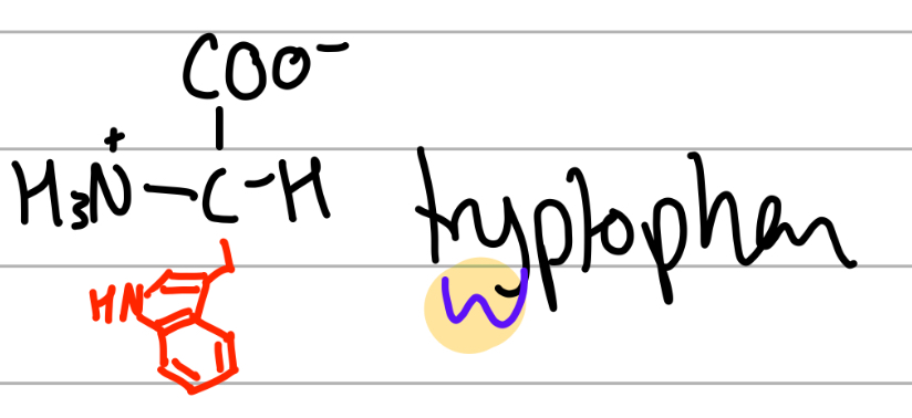 <p>-CH2 cyclo =C-N-C=Ph;</p><p>W = twyptophan, W before Y in alphabet, </p><p>polar, uncharged, Hphobic</p>