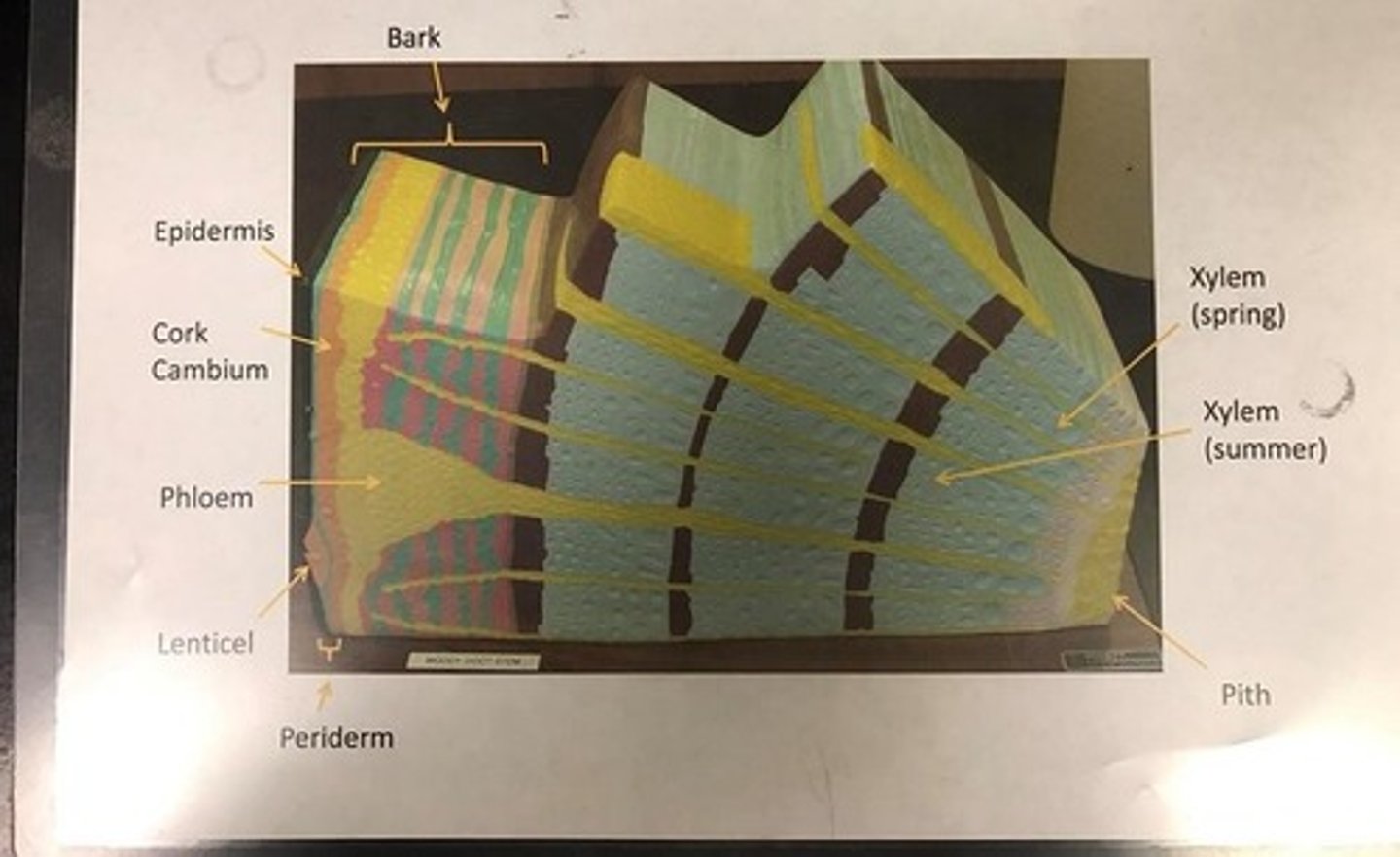 knowt flashcard image