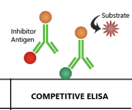 <p><strong>Competition between a fixed amount of labelled and unlabelled </strong>(standard or test)<strong> antigen (or Ab) </strong><span style="color: red;"><strong>for limited binding sites.</strong></span></p><ul><li><p>This method <strong>reduces the amount of detectable signal as more unlabelled antigen increases</strong>, making it suitable for quantifying antigens in samples. </p></li></ul><img src="https://knowt-user-attachments.s3.amazonaws.com/68976471-a92c-46c2-900a-6ddf68360bf2.png" data-width="50%" data-align="center"><p></p>